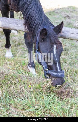 Porträt des Kopfes eines schwarzen Pferdes in einem Corral. Stockfoto