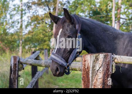 Porträt eines schwarzen Pferdes Kopf. Das Pferd hat einen weißen kahlen Fleck. Der Hintergrund ist grün. Stockfoto