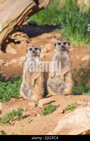 Meerkat - Suricata suricatta steht auf einem Stein, der die Umgebung bei sonnigem Wetter bewacht. Das Foto hat ein schönes Bokeh. Stockfoto