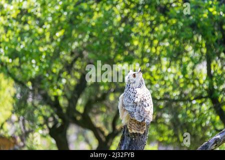 Große Westsibirische Adlereule auf Holz sitzend. Der Hintergrund ist grün mit schönem Bokeh. Stockfoto