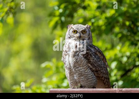 Große Westsibirische Adlereule auf Holz sitzend. Der Hintergrund ist grün mit schönem Bokeh. Stockfoto