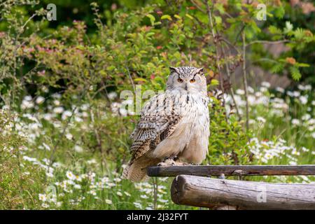 Große Westsibirische Adlereule auf Holz sitzend. Der Hintergrund ist grün mit schönem Bokeh. Stockfoto