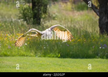 Die große Westsibirische Adlereule fliegt tief über dem Boden einer Wiese. Stockfoto