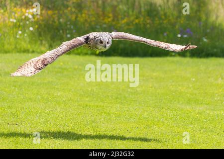 Die Eule hat ausgestreckte Flügel und fliegt tief über dem Boden. Da ist ihr Schatten auf der Wiese. Stockfoto