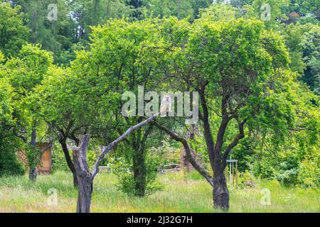 Große Westsibirische Adlereule, die auf einem Ast sitzt. Stockfoto