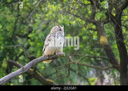 Große Westsibirische Adlereule, die auf einem Ast sitzt. Stockfoto