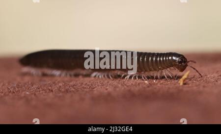 Myriapoda TACHYPODOIULUS NIGER Stockfoto