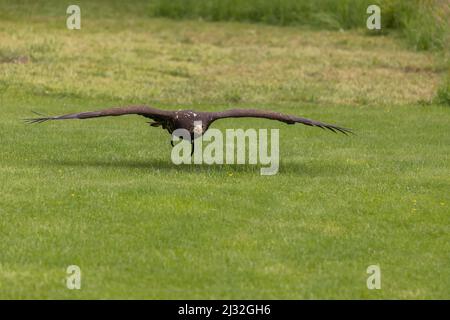 Haliaeetus albicilla - Ein falkener Seeadler fliegt tief über dem Boden. Der Adler hat einen offenen Schnabel. Sein Schatten liegt auf dem grünen Gras. Stockfoto