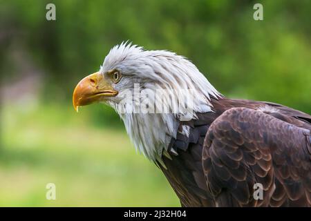 Weißkopfseeadler - Haliaeetus leucocephalus - Seitenportrait. Ein weißer Kopf und ein offenes Auge sind sichtbar. Im Hintergrund ist ein grüner Wald. Das Foto hat einen Stockfoto