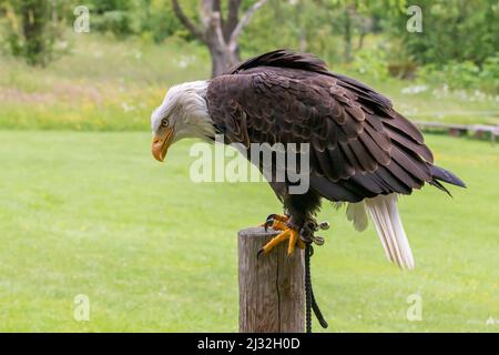 Ein Falkenkopf-Weißkopfseeadler sitzt auf einem Holzpfahl. Stockfoto