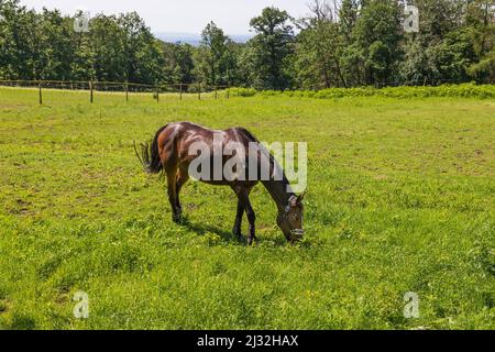 Das Pferd im Corral auf dem grünen Gras grast. Im Hintergrund sind Bäume und blauer Himmel. Stockfoto