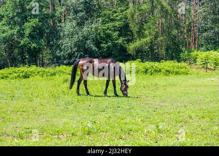 Das Pferd im Corral auf dem grünen Gras grast. Im Hintergrund sind Bäume. Stockfoto