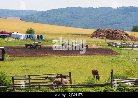 Pferde, die auf einer Ranch grasen, befinden sich in einem Corral. Stockfoto