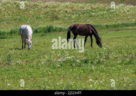 Ein weißes und braunes Pferd grast auf einer Wiese in einem Corral auf einer Ranch. Stockfoto