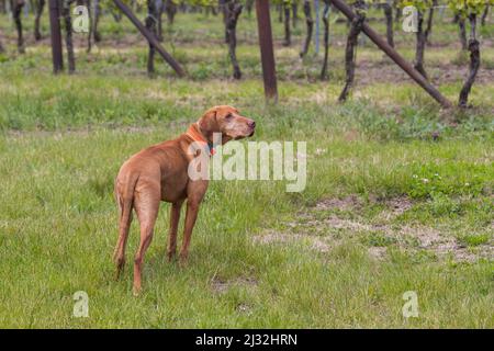 Großer braunhaariger Zeigehund - Ungarischer kurzhaariger Zeigehund - Vizsla steht auf einem grünen Feld. Stockfoto