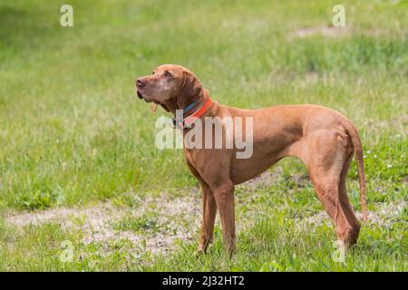 Großer braunhaariger Zeigehund - Ungarischer kurzhaariger Zeigehund - Vizsla steht auf einem grünen Feld. Stockfoto