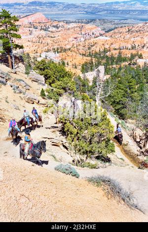 Reiter, Bryce Canyon, Bryce Canyon National Park, Utah, USA Stockfoto