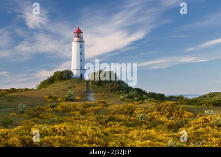 Blühender Besen am Dornbusch, Ginster, Leuchtturm, Hiddensee, Ostsee, Mecklenburg-Vorpommern, Deutschland Stockfoto