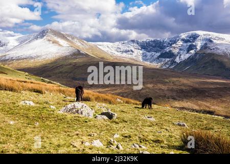 Schneebedeckte Yr Elen- und Carnedd Dafydd-Berge mit Carneddau-Ponys am Gyrn Wigau-Berghang im Snowdonia-Nationalpark. Gwynedd, Nordwales, Großbritannien Stockfoto