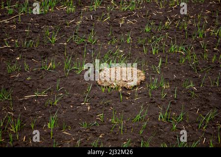 Feld von jungen Weizen mit Häusern im Hintergrund. Stockfoto