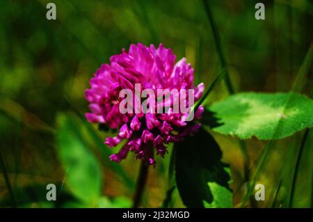 Kleeblatt mit zarten Rosenblättern auf dem Rasen an einem Frühlingstag Stockfoto