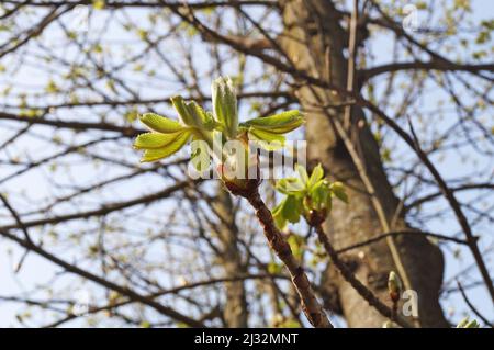 Kastanienzweig mit jungen transparenten hellgrünen Blättern im Park an einem Frühlingstag Stockfoto