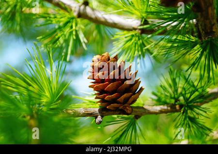 Lärchenbaum mit zarten grünen Nadeln und offenen Zapfen auf einem Ast an einem Frühlingstag Stockfoto