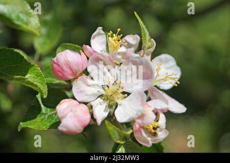 Apfelbaum Ast mit grünen Blättern, Knospen und Blumen mit rosa-weißen Blütenblättern auf einem Baum Stockfoto