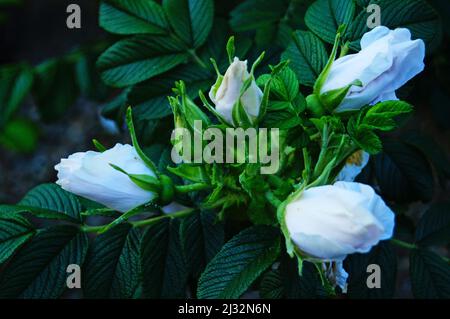 Rosenzweig mit zarten weißen Blüten und Knospen und grünen Blättern an einem Frühlingstag Stockfoto