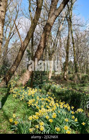 Narzissen und Bäume an einem Tag im Stanley Park, Blackpool Stockfoto