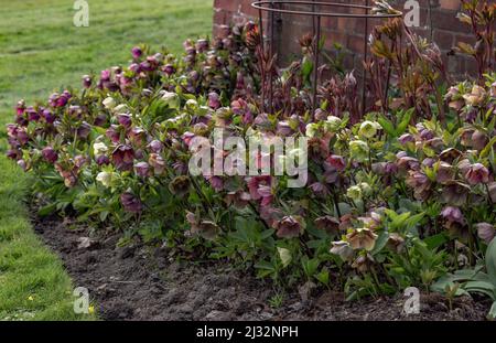 Gemischte Hellebores in Blüte in einem englischen Garten. Stockfoto