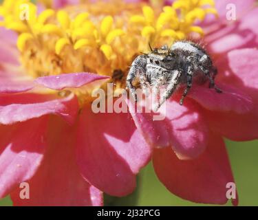 Eine Nahaufnahme der springenden Spinne auf der Blume. Hyllus semicupreus. Stockfoto