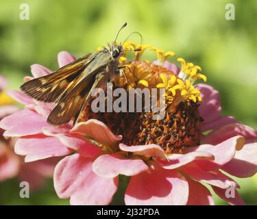 Eine Nahaufnahme von Junonia coenia, bekannt als die gewöhnliche buckeye oder buckeye. Stockfoto