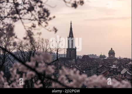 Sakura (Kirschblüte) in Bern mit Berner Münster Stockfoto