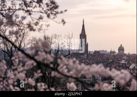 Sakura (Kirschblüte) in Bern mit Berner Münster Stockfoto