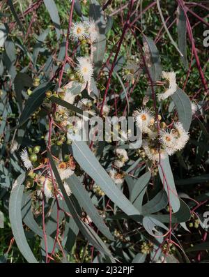 Eucalyptus tereticornis blüht weiß auf dem Baum Stockfoto