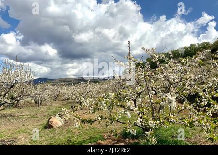 Kirschblüte im Jerte-Tal, Caceres, Extremadura, Spanien Stockfoto