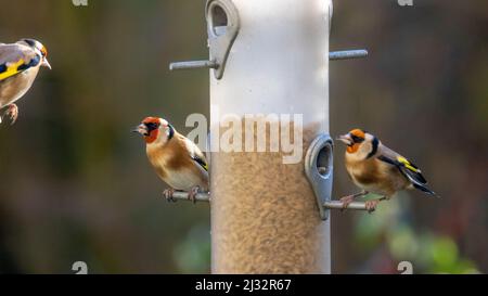 Goldfinken auf Futterhäuschen mit einem fliegenden Goldfinken, West Yorkshire, Großbritannien Stockfoto