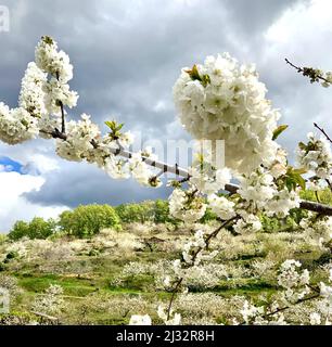 Kirschblüte im Jerte-Tal, Caceres, Extremadura, Spanien Stockfoto