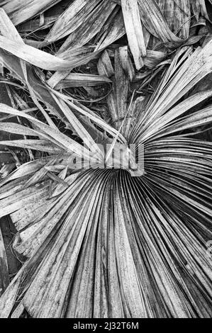 Trockene Palmblätter auf weißem Hintergrund.flache Lage. Draufsicht. Speicherplatz kopieren. Stockfoto