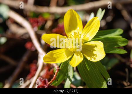Blühender Winterling, Eranthis hyemalis Stockfoto