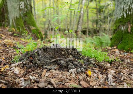 Fäkalien Haufen des Marderhundes in einem Hain Wald, wildes Finnland. Stockfoto