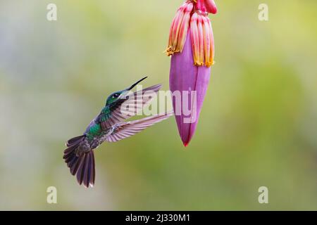 Grün gekrönter Kolibri – Fütterung der Bananenblume Heliodoxa jacula Alajuela, Costa Rica BI033232 Stockfoto