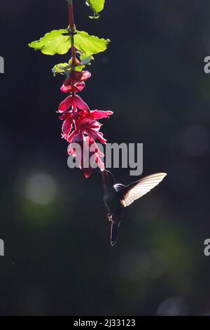 Green Crowned Brilliant Hummingbird - im Flug hinterleuchtete Heliodoxa Jacula Alajuela, Costa Rica BI033305 Stockfoto