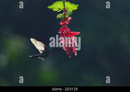 Green Crowned Brilliant Hummingbird - im Flug hinterleuchtete Heliodoxa Jacula Alajuela, Costa Rica BI033309 Stockfoto