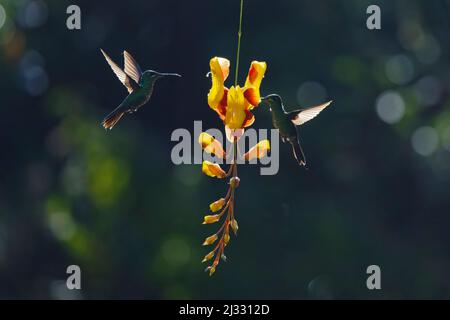 Green Crowned Brilliant Hummingbird - im Flug hinterleuchtete Heliodoxa Jacula Alajuela, Costa Rica BI033313 Stockfoto