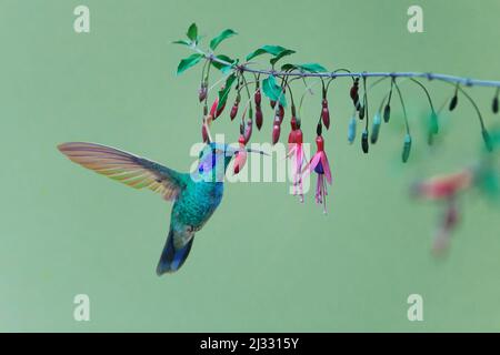 Kolibri, Costa Rica, BI033338 Stockfoto