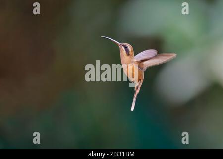 Little Hermit Hummingbird – hoch gehobener Phaethornis longuemareus Sarapiqui, Costa Rica BI033368 Stockfoto