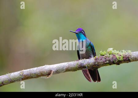 Magnificent Hummingbird – hochgelegene Eugenes fulgens Alajuela, Costa Rica BI033399 Stockfoto