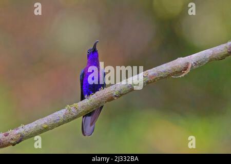Violet Sabrewing Kolibri – Campylopterus hemileucurus Alajuela, Costa Rica BI033463 Stockfoto